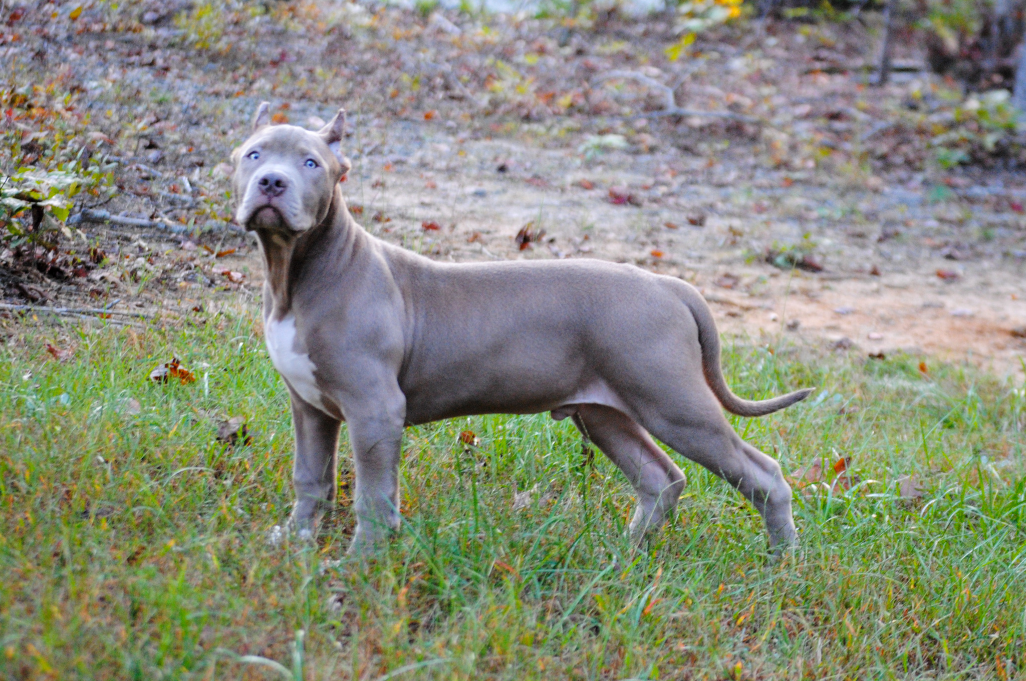Dog Featured Image