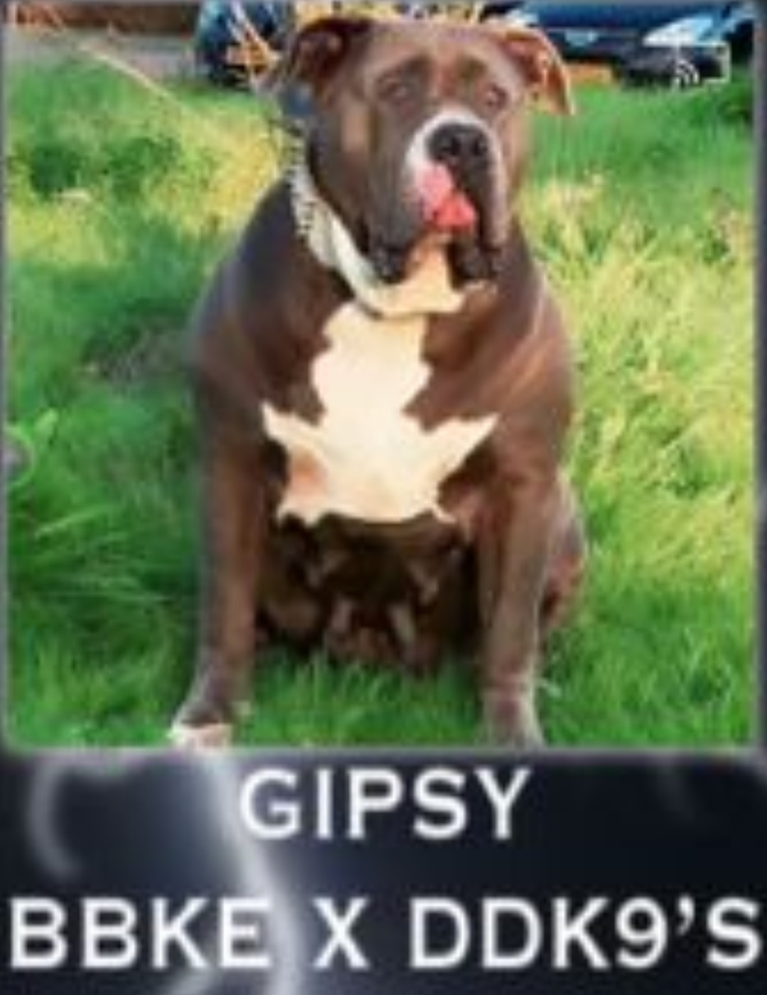 Dog Featured Image