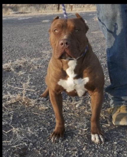 Dog Featured Image