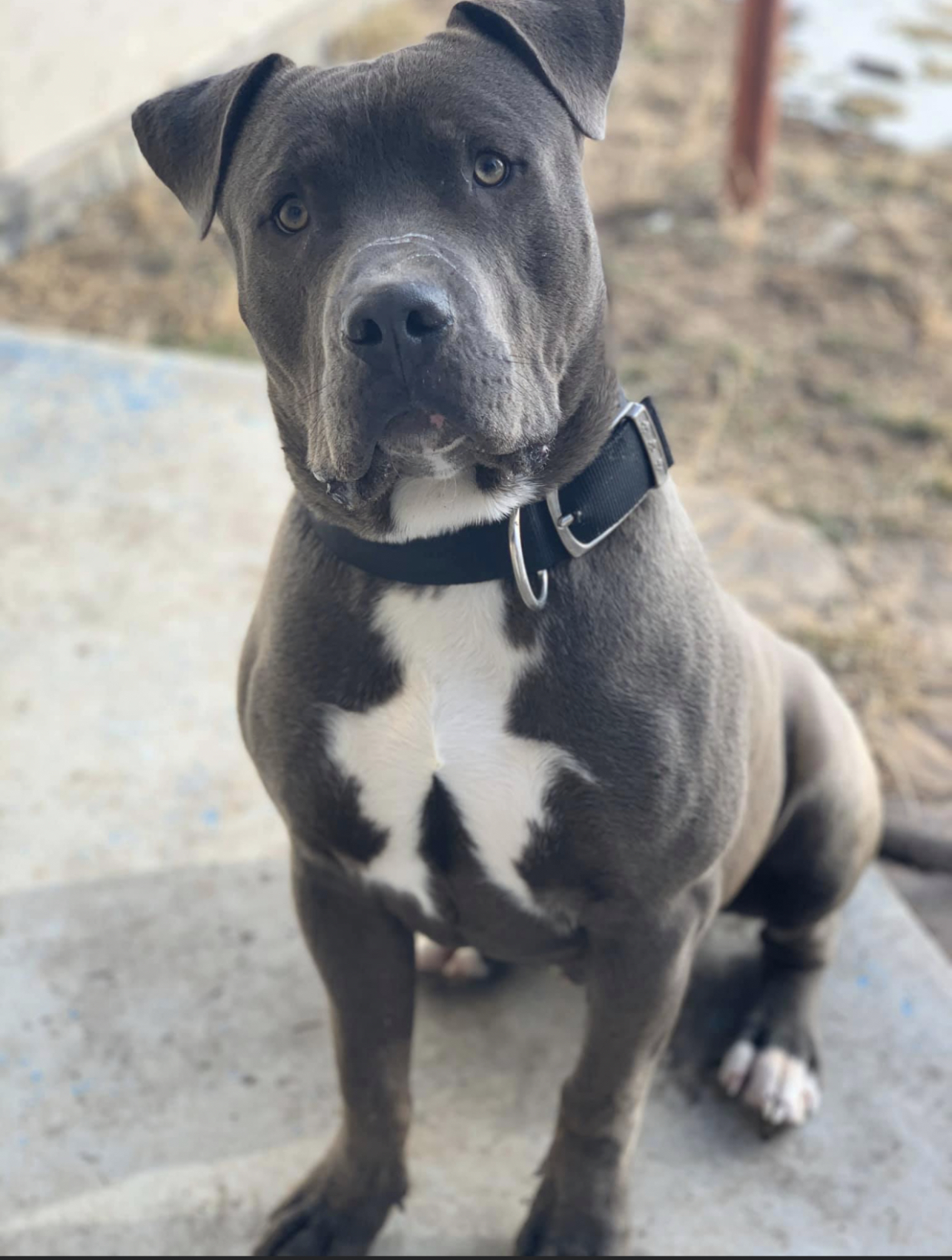 Dog Featured Image