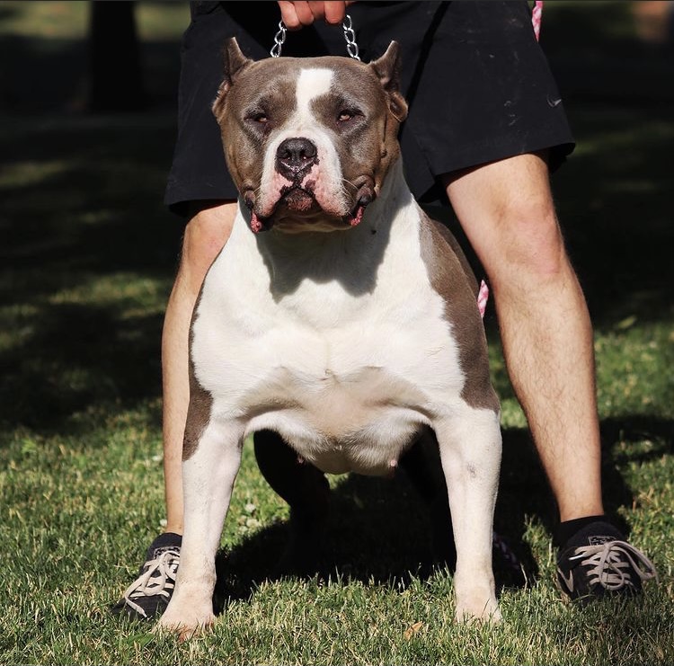 Dog Featured Image