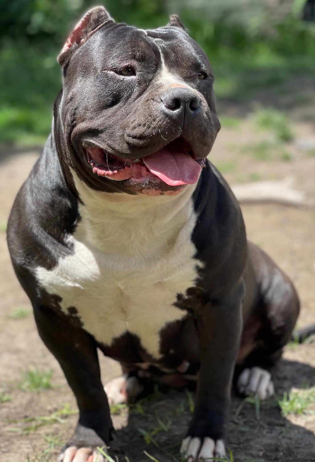 Dog Featured Image