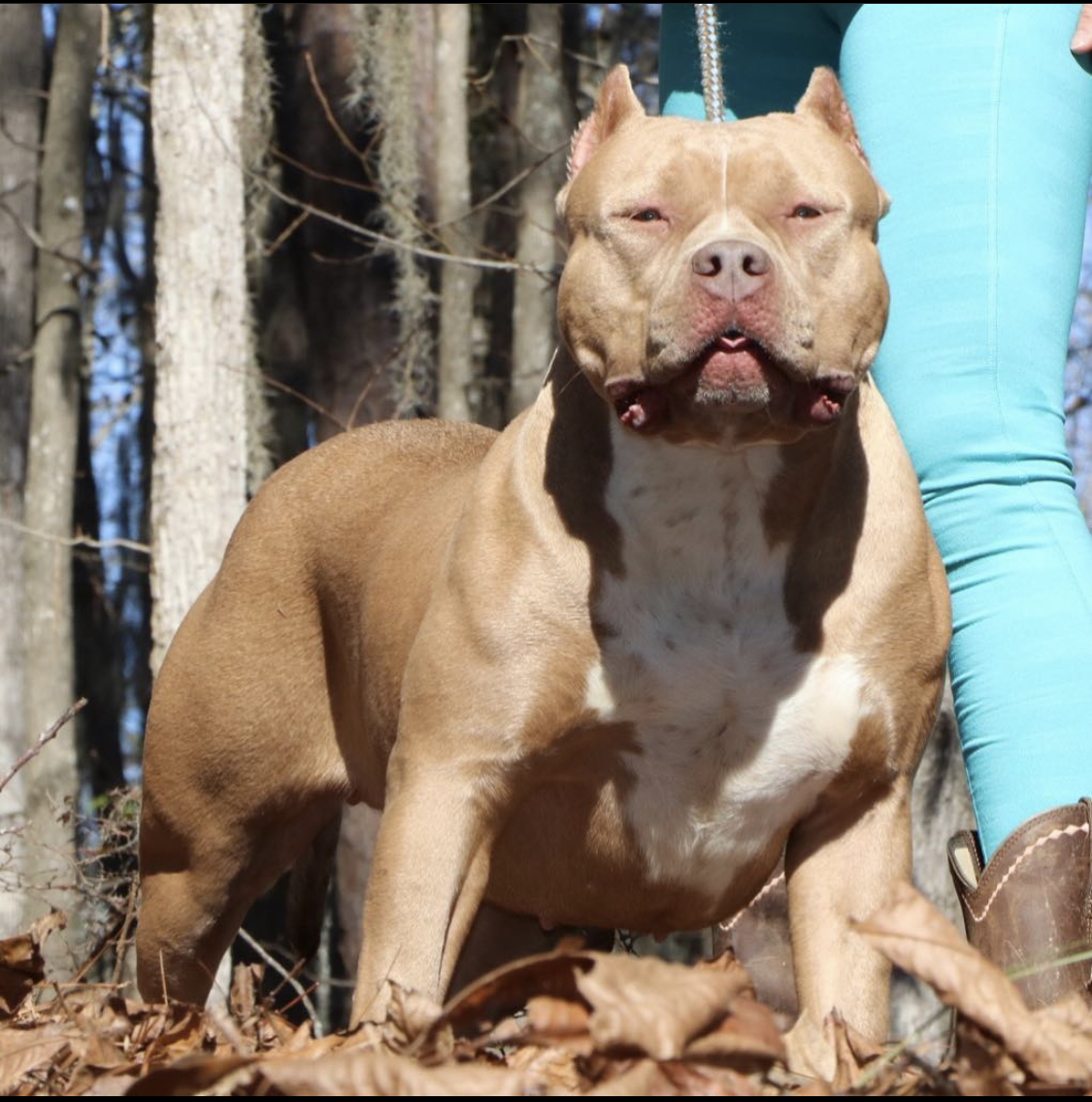 Dog Featured Image