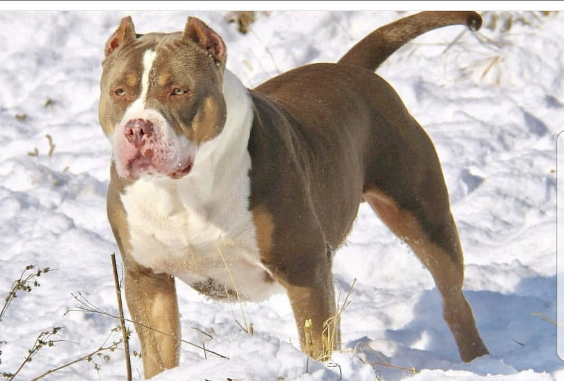 Dog Featured Image