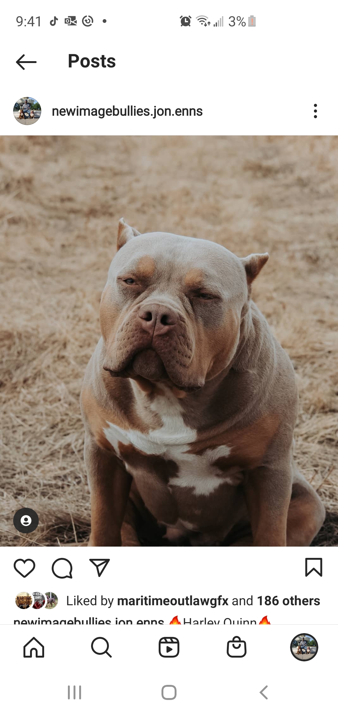 Dog Featured Image