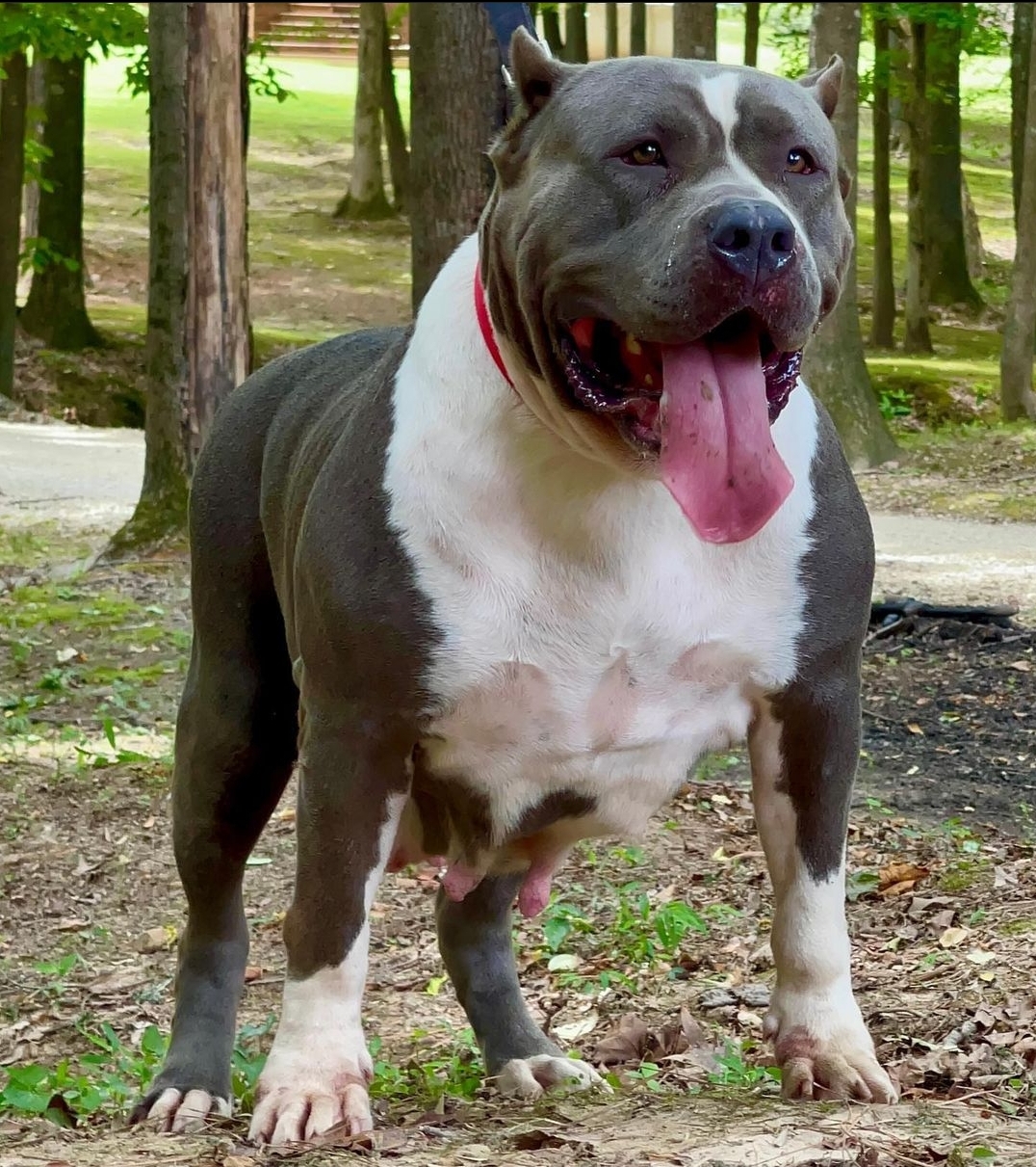 Dog Featured Image