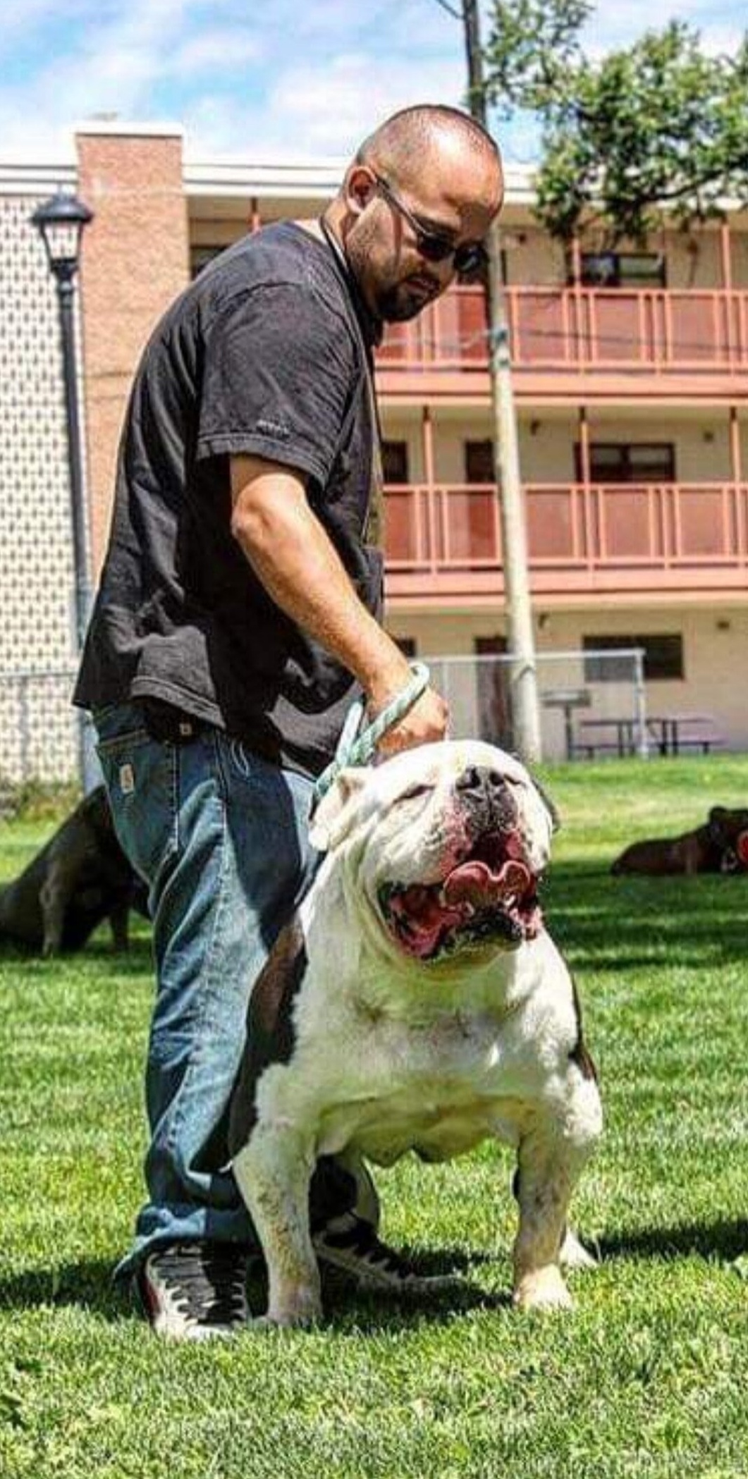 Dog Featured Image