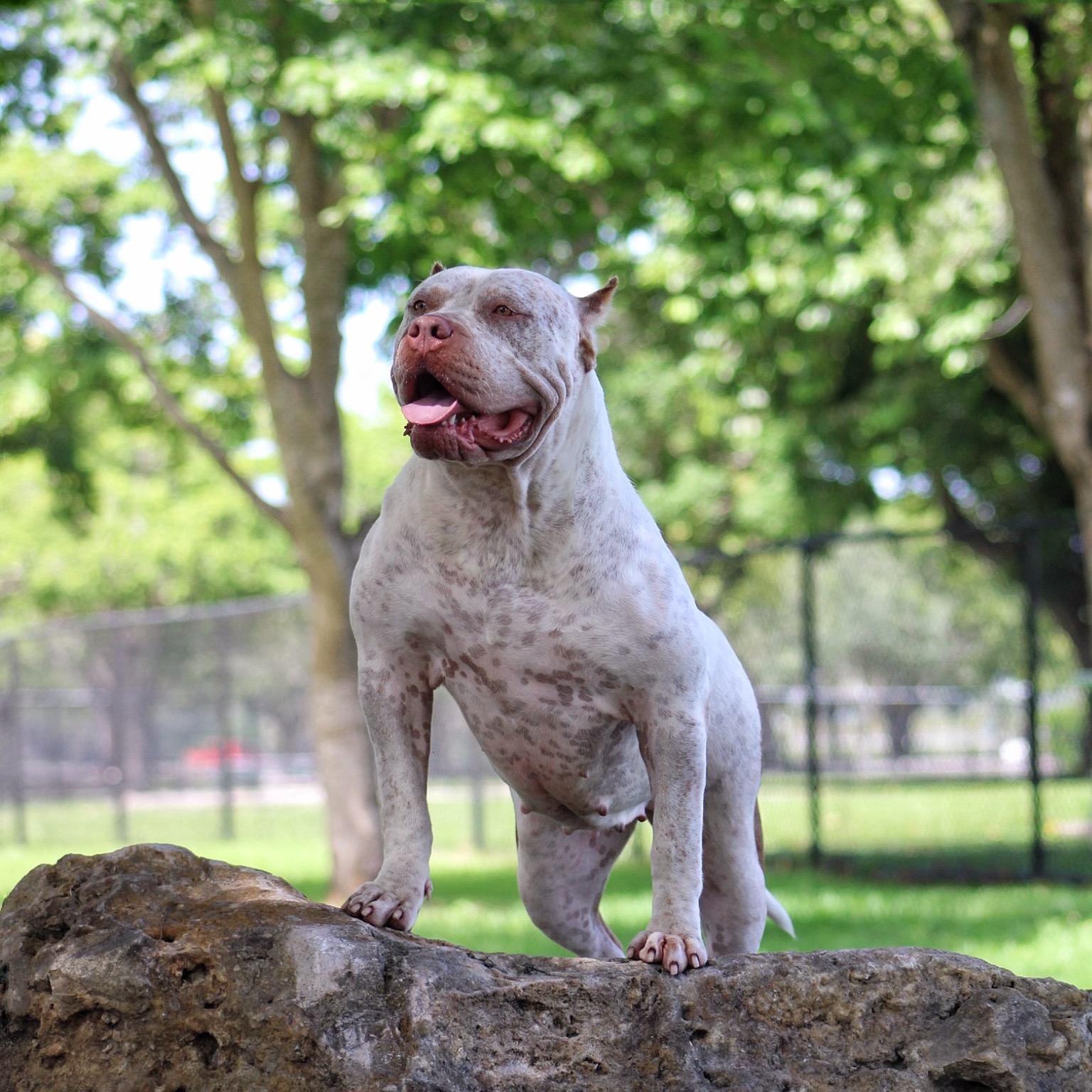 Dog Featured Image