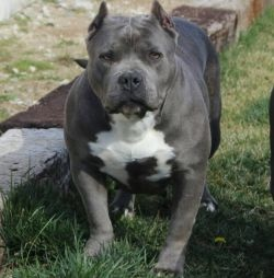 Dog Featured Image