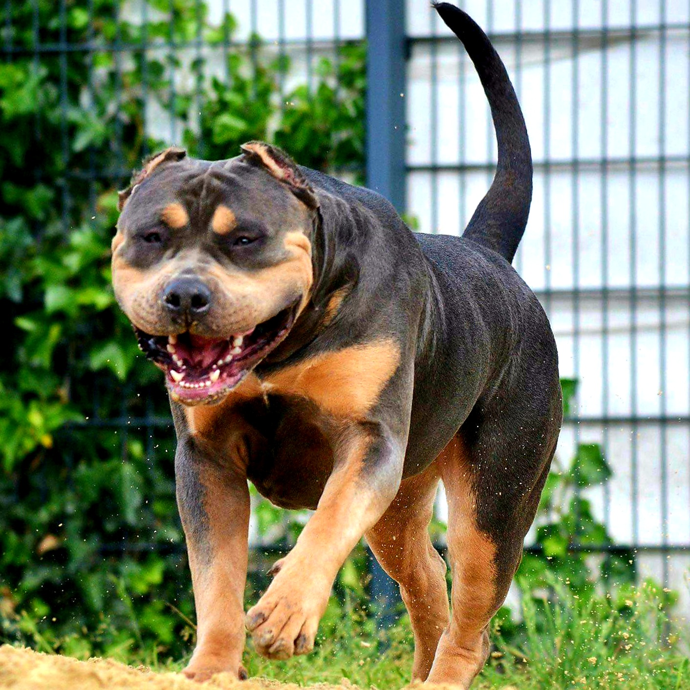 Dog Featured Image
