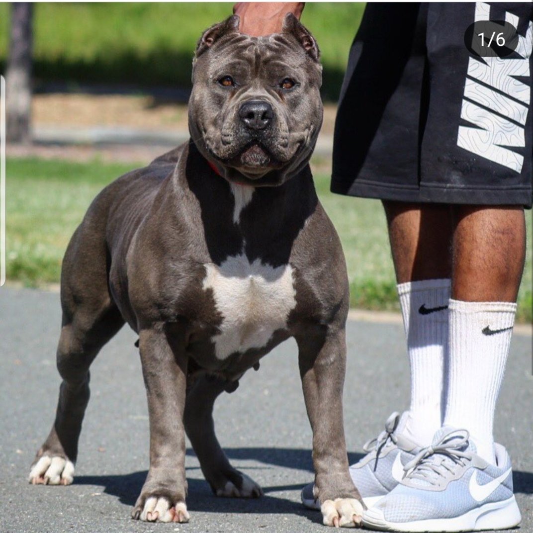Dog Featured Image