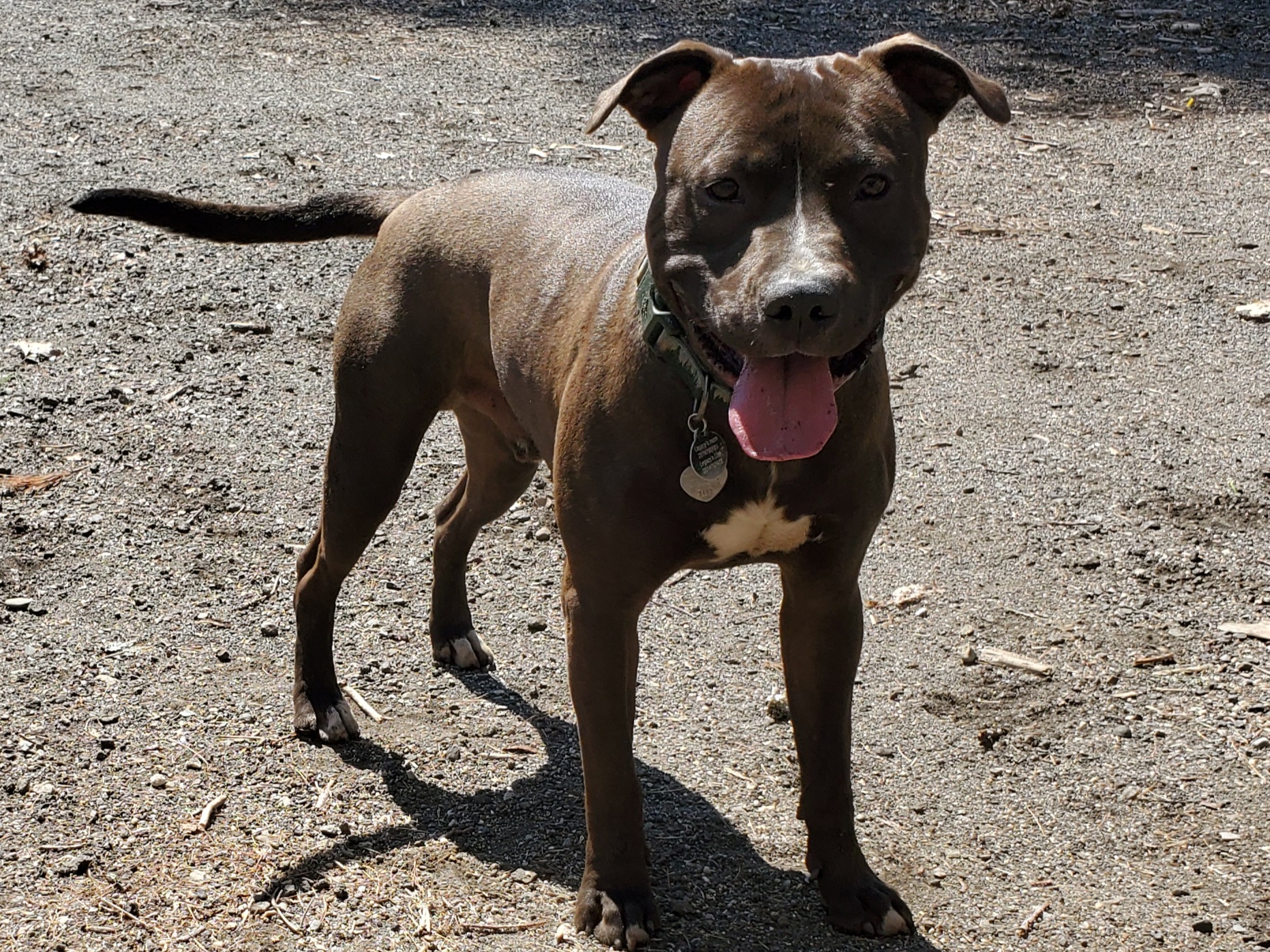 Dog Featured Image