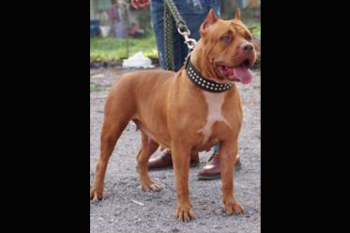 Dog Featured Image