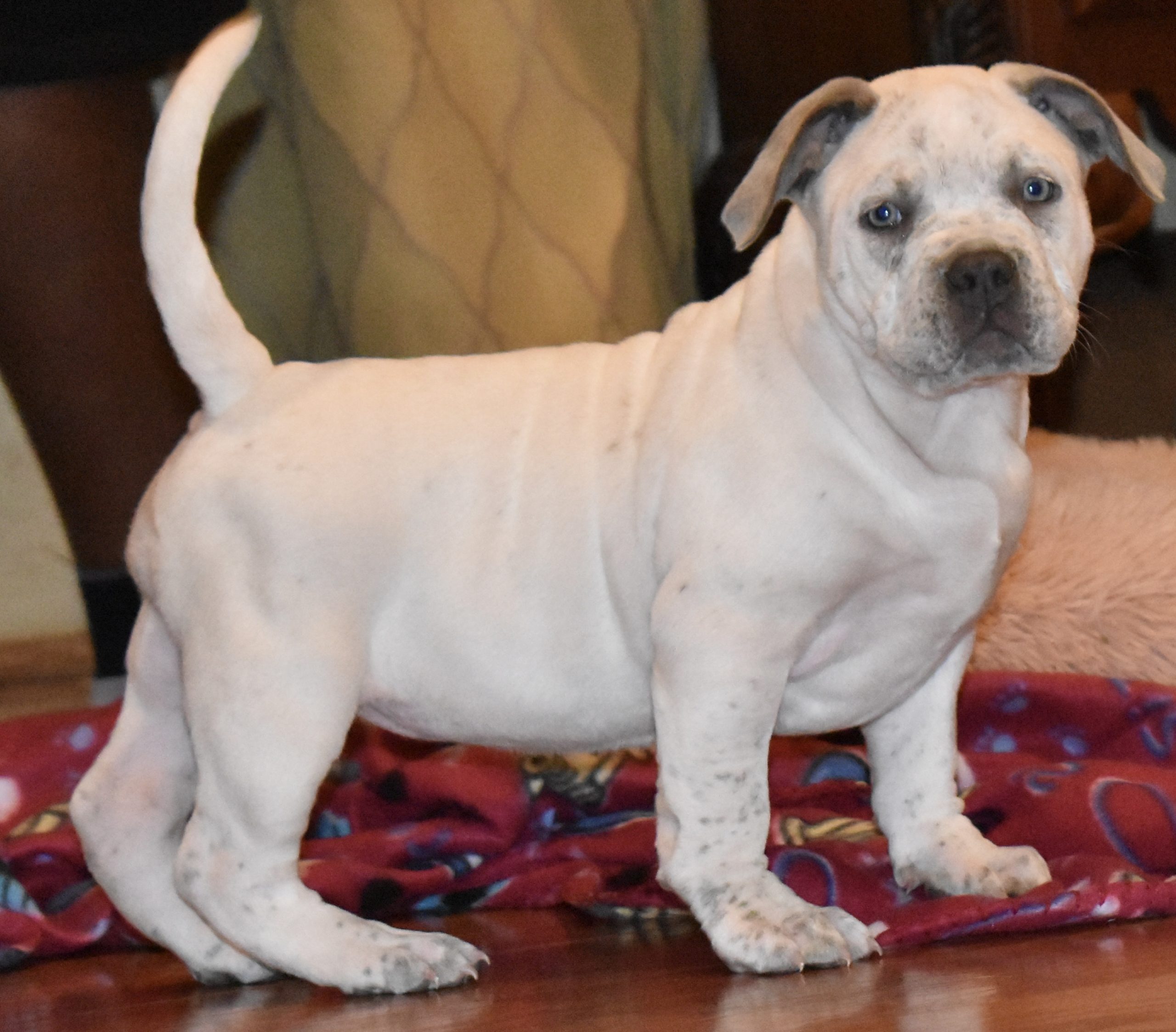 Dog Featured Image