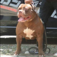 Dog Featured Image