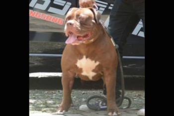Dog Featured Image