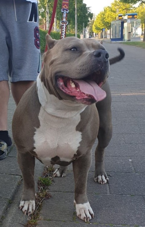 Dog Featured Image