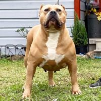 Dog Featured Image
