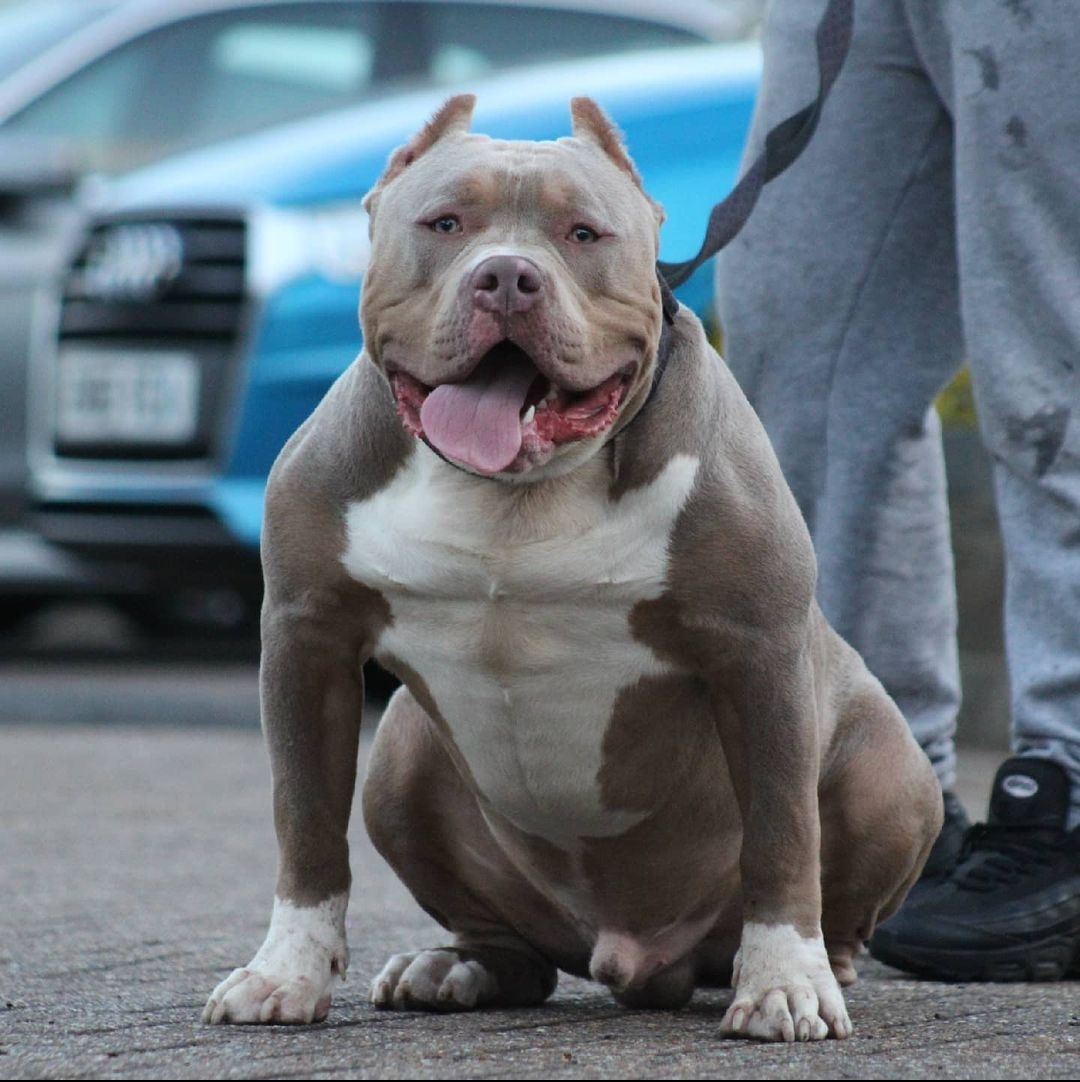 Dog Featured Image