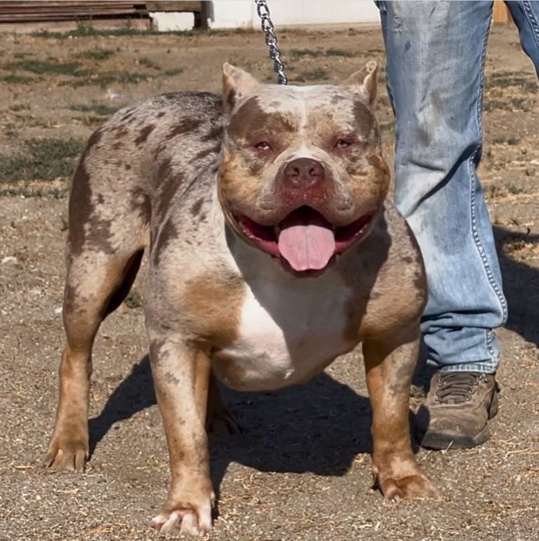 Dog Featured Image