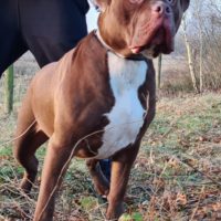 Dog Featured Image