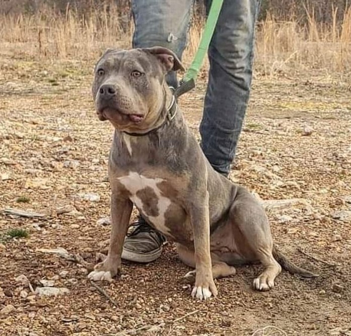 Dog Featured Image