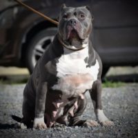 Dog Featured Image