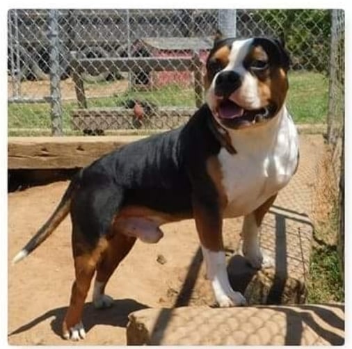 Dog Featured Image