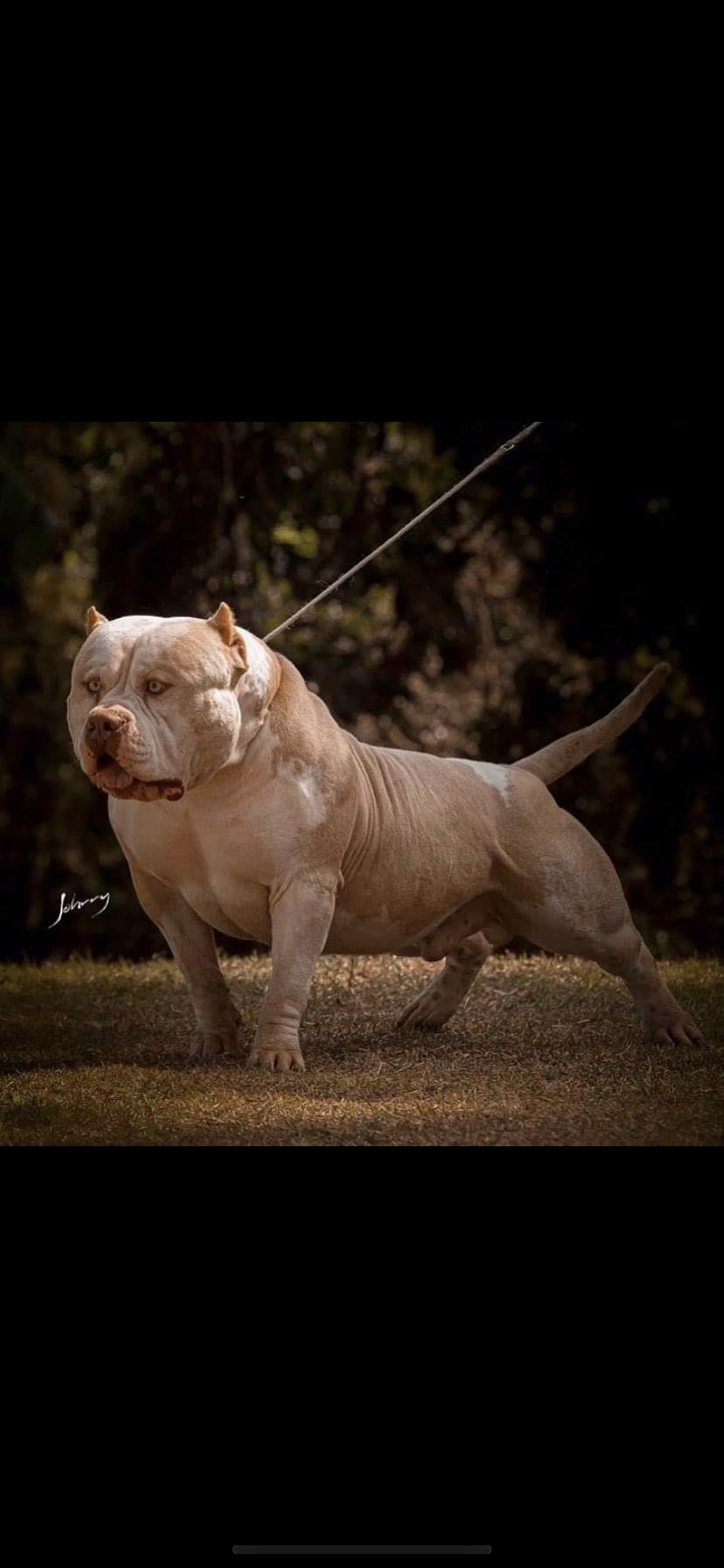 Dog Featured Image