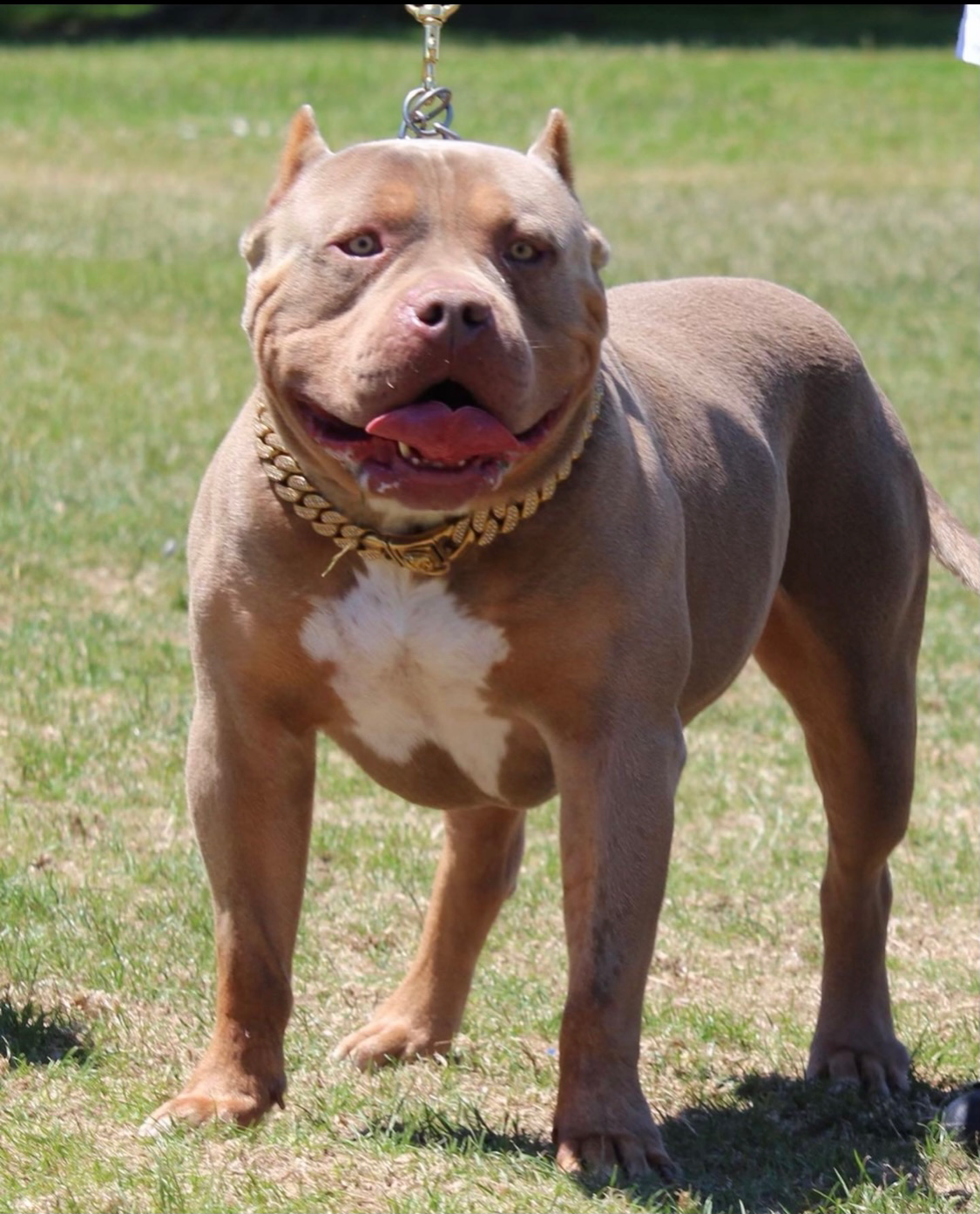 Bayarea kennels grizzly - Pitpedia