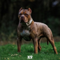 Dog Featured Image
