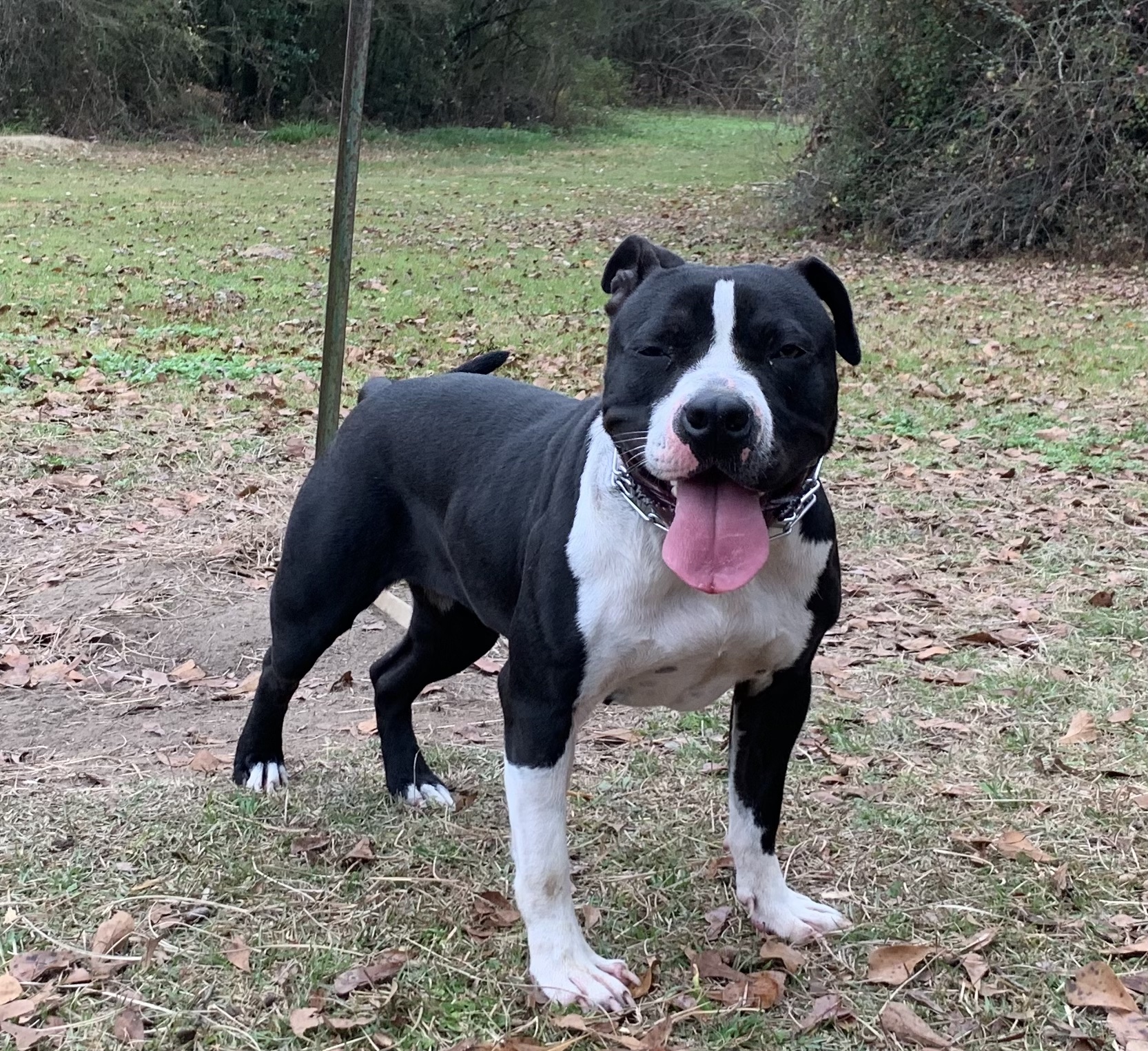 Dog Featured Image