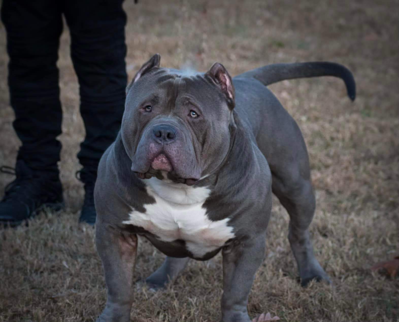 Dog Featured Image