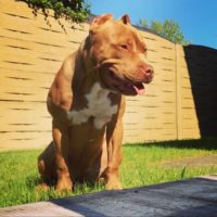 Dog Featured Image