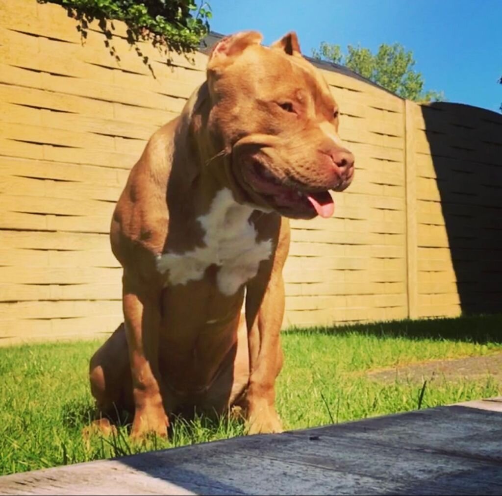 Dog Featured Image