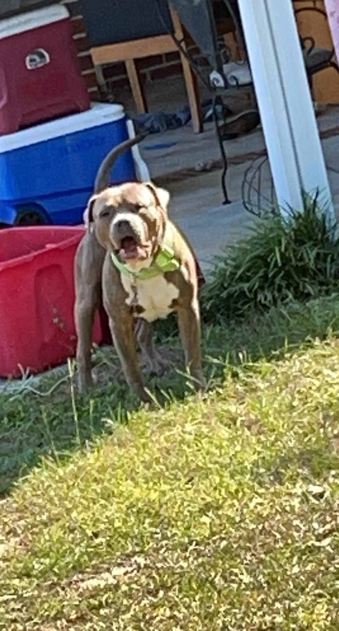 Dog Featured Image