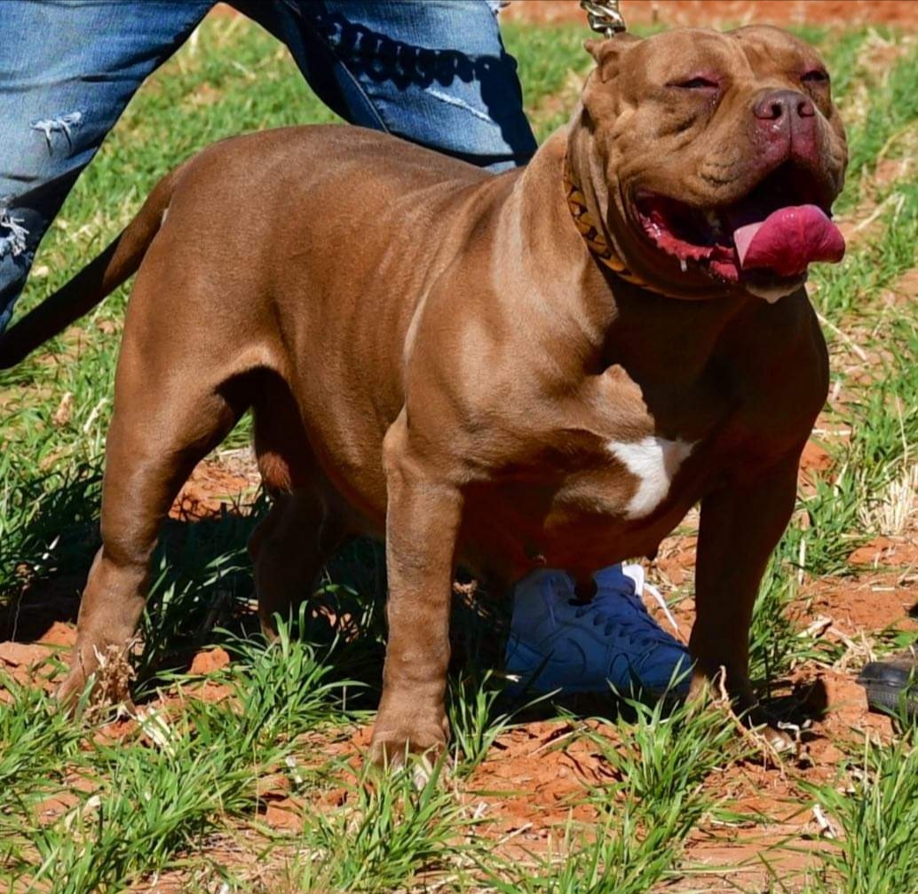 Dog Featured Image
