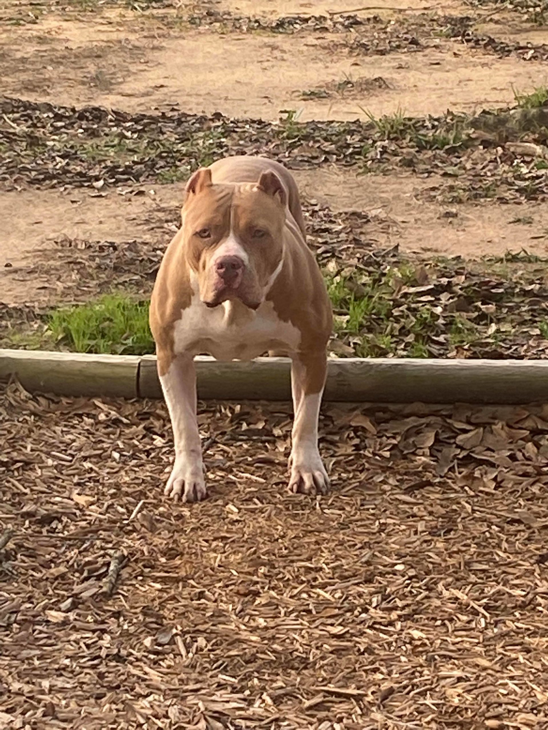 Dog Featured Image