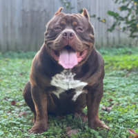 Dog Featured Image