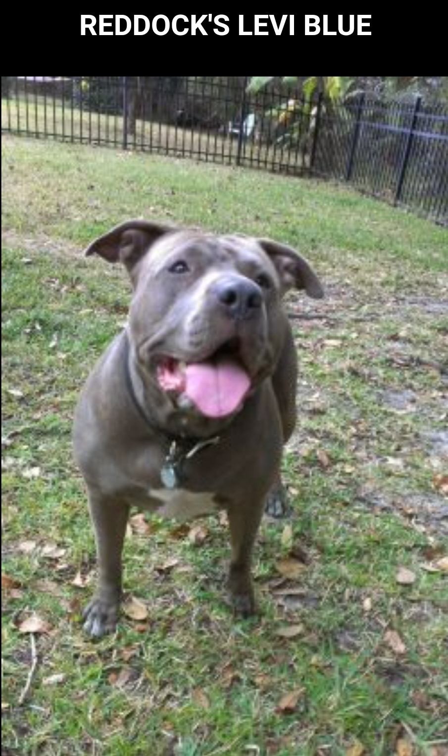 Dog Featured Image