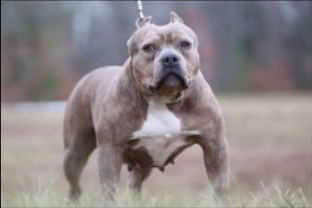 Dog Featured Image