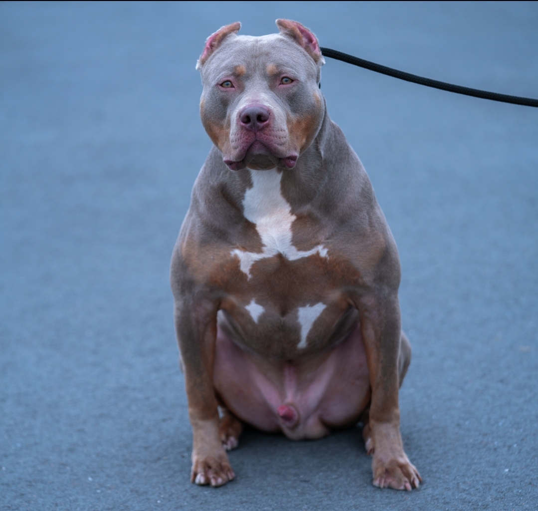 Dog Featured Image