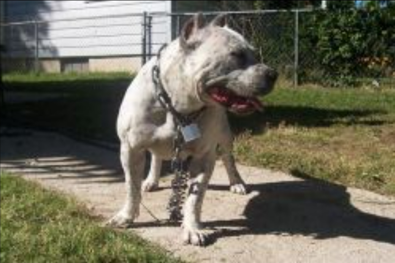 Dog Featured Image