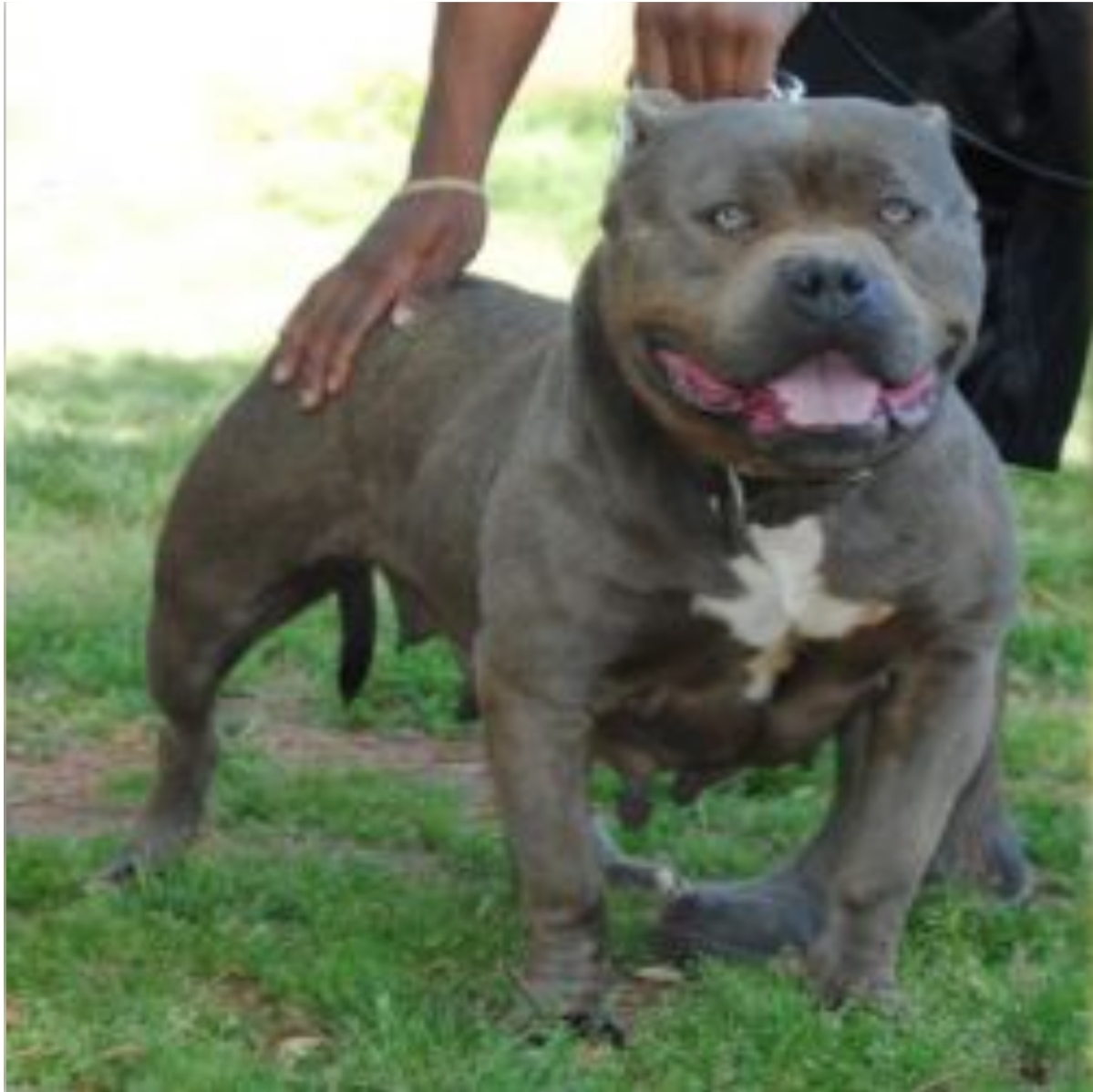 Dog Featured Image