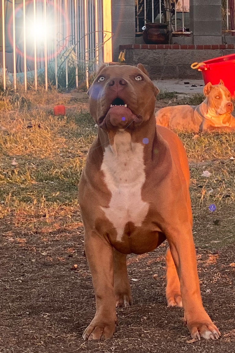Dog Featured Image