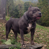 Dog Featured Image