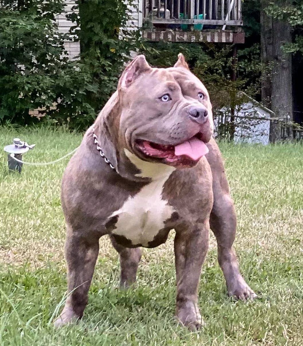 Dog Featured Image