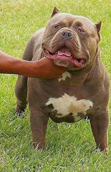 Dog Featured Image