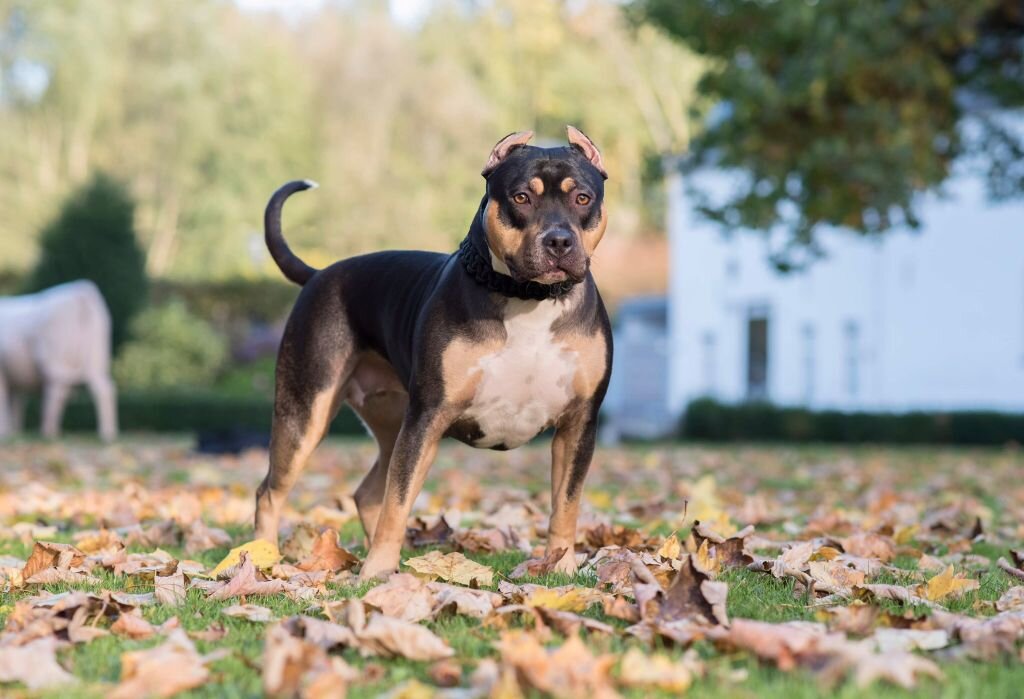 Dog Featured Image