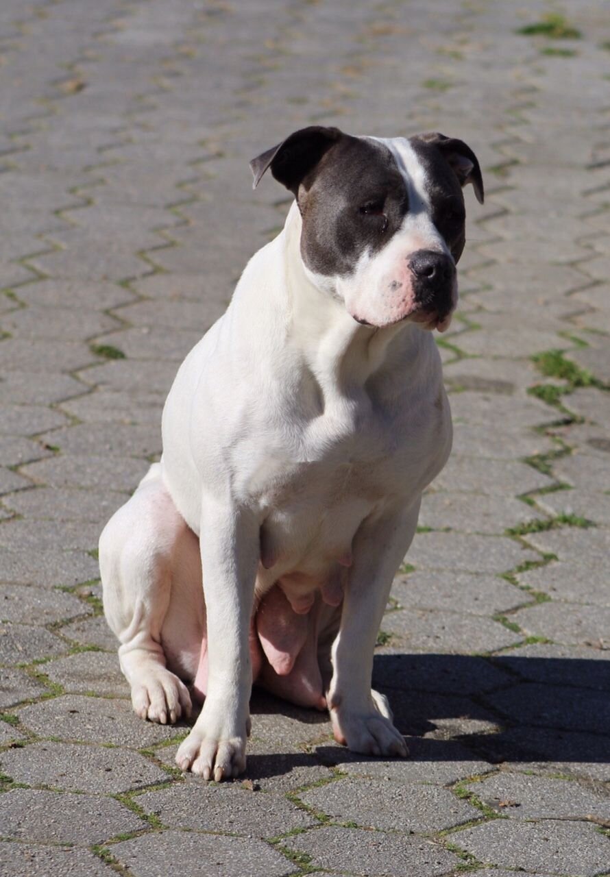 Dog Featured Image